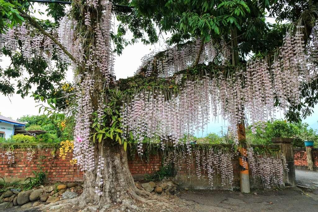 關子嶺溫泉